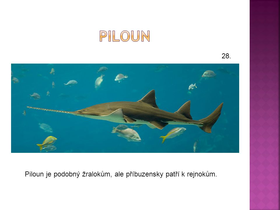piloun 28. Piloun je podobný žralokům, ale příbuzensky patří k rejnokům.
