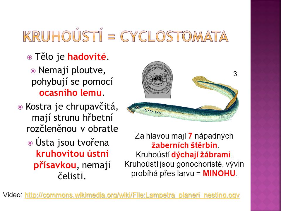 Kruhoústí = Cyclostomata