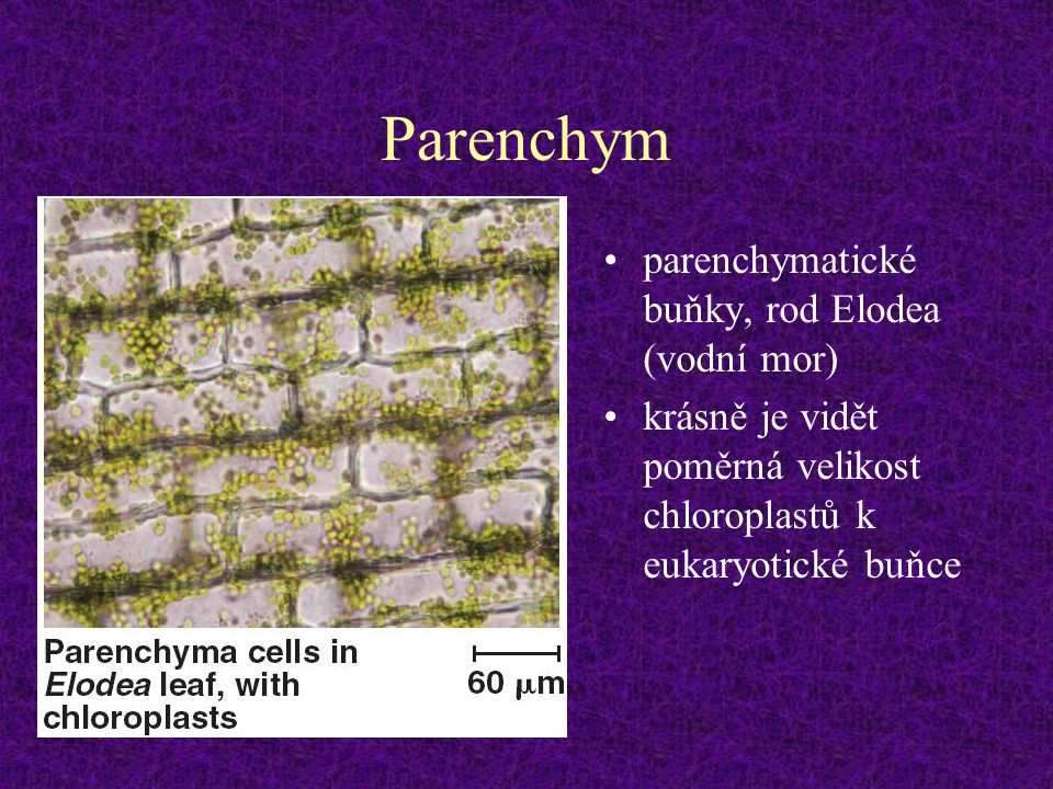 Parenchym parenchymatické buňky, rod Elodea (vodní mor)