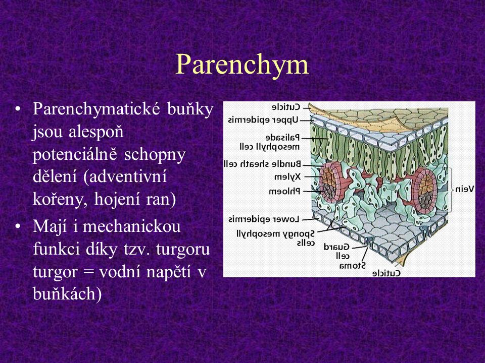 Parenchym Parenchymatické buňky jsou alespoň potenciálně schopny dělení (adventivní kořeny, hojení ran)