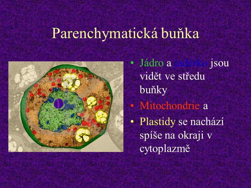Parenchymatická buňka