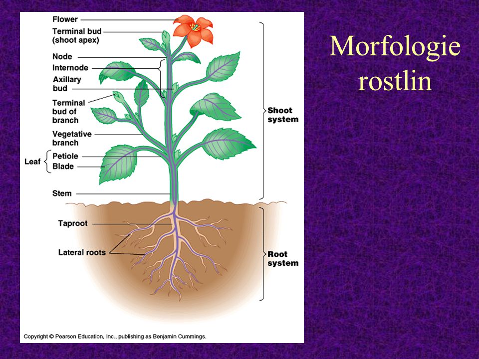 Morfologie rostlin