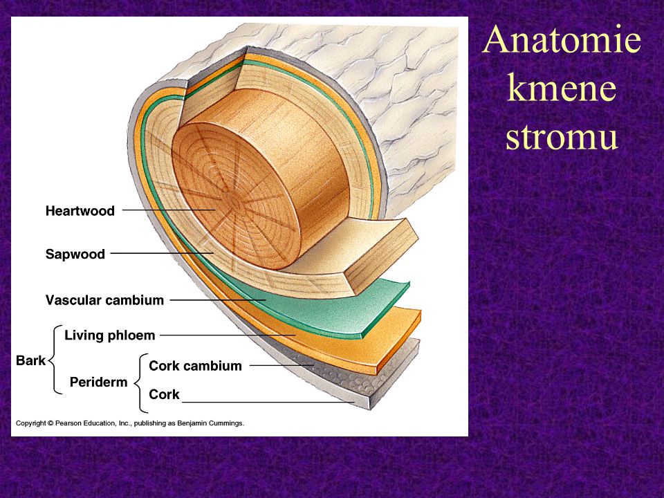 Anatomie kmene stromu