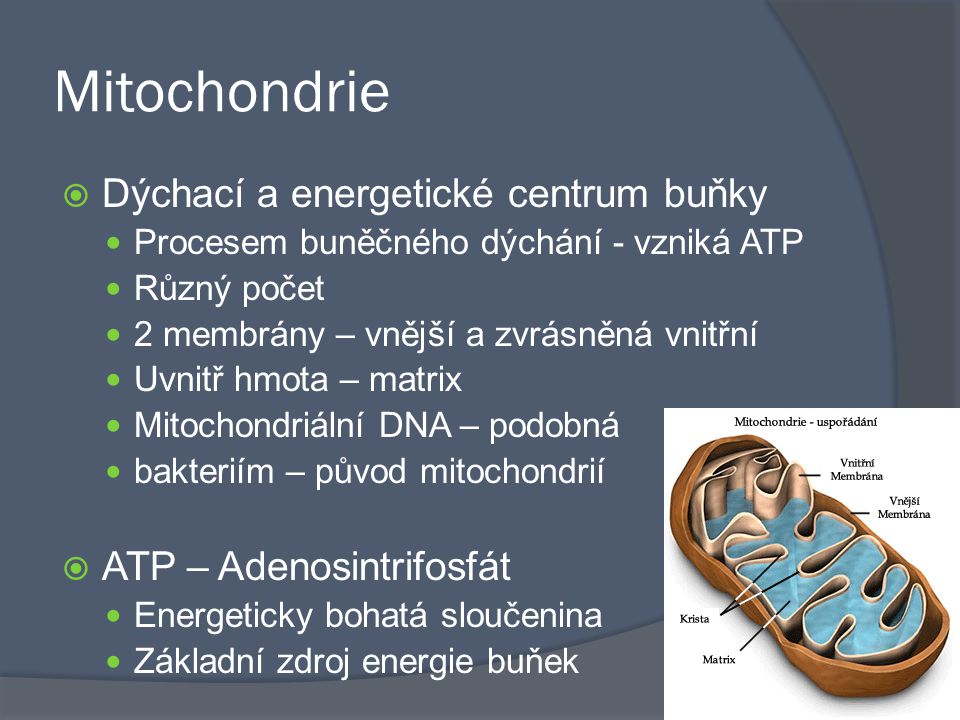 Mitochondrie Dýchací a energetické centrum buňky