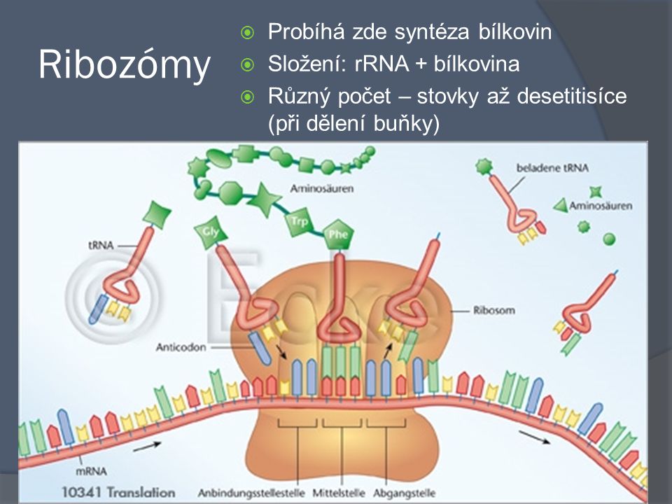 Ribozómy Probíhá zde syntéza bílkovin Složení: rRNA + bílkovina