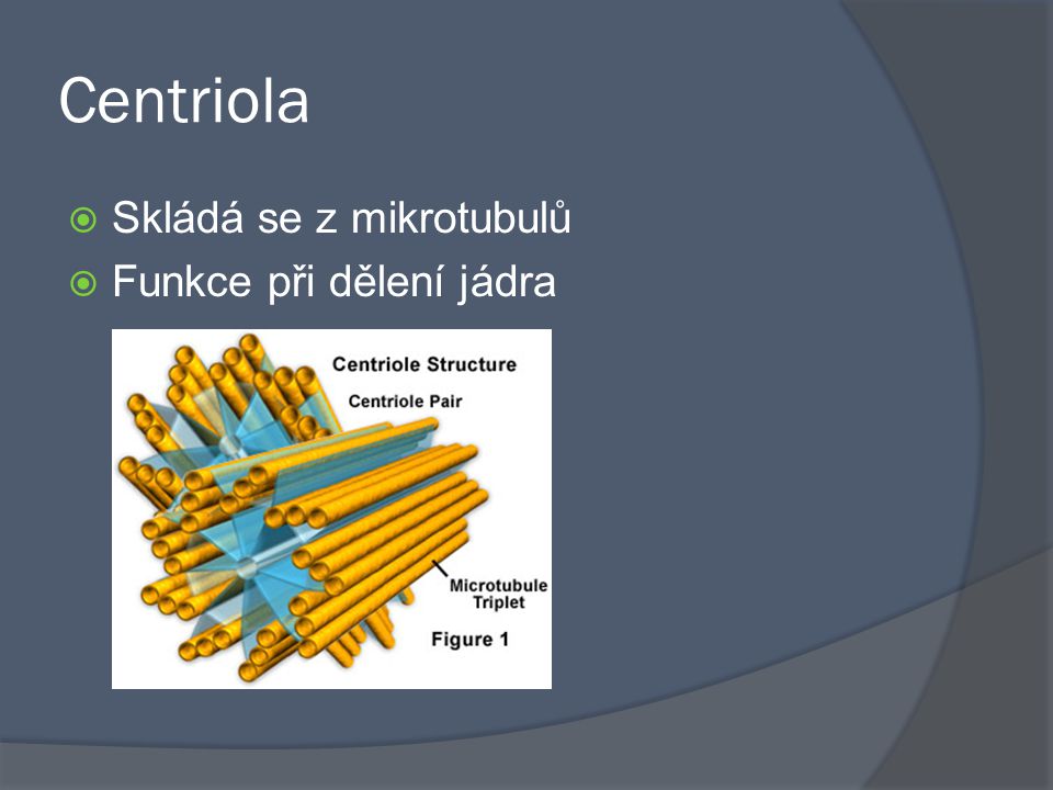 Centriola Skládá se z mikrotubulů Funkce při dělení jádra