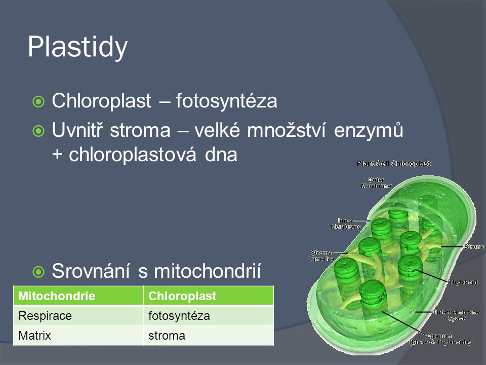 Plastidy Chloroplast – fotosyntéza