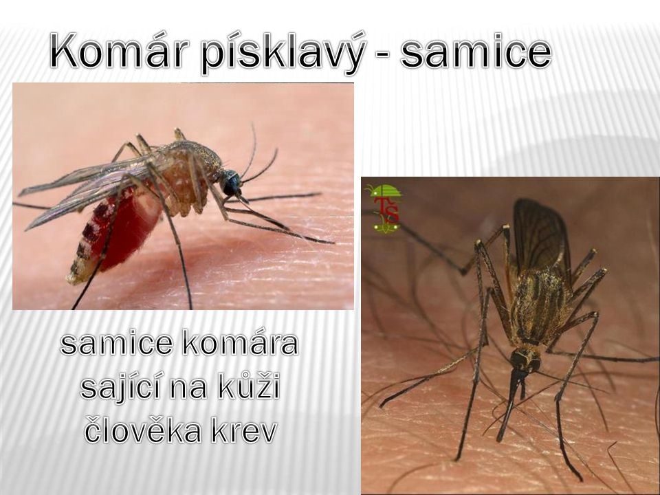 Komár písklavý - samice samice komára sající na kůži člověka krev