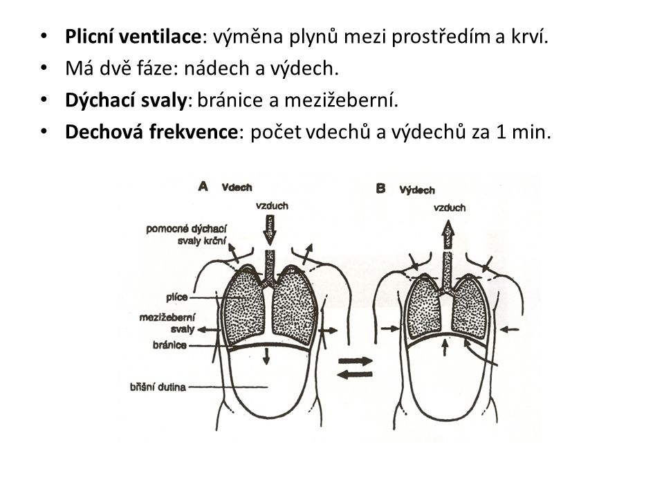 Plicní ventilace: výměna plynů mezi prostředím a krví.