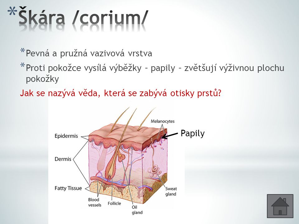 Škára /corium/ Pevná a pružná vazivová vrstva