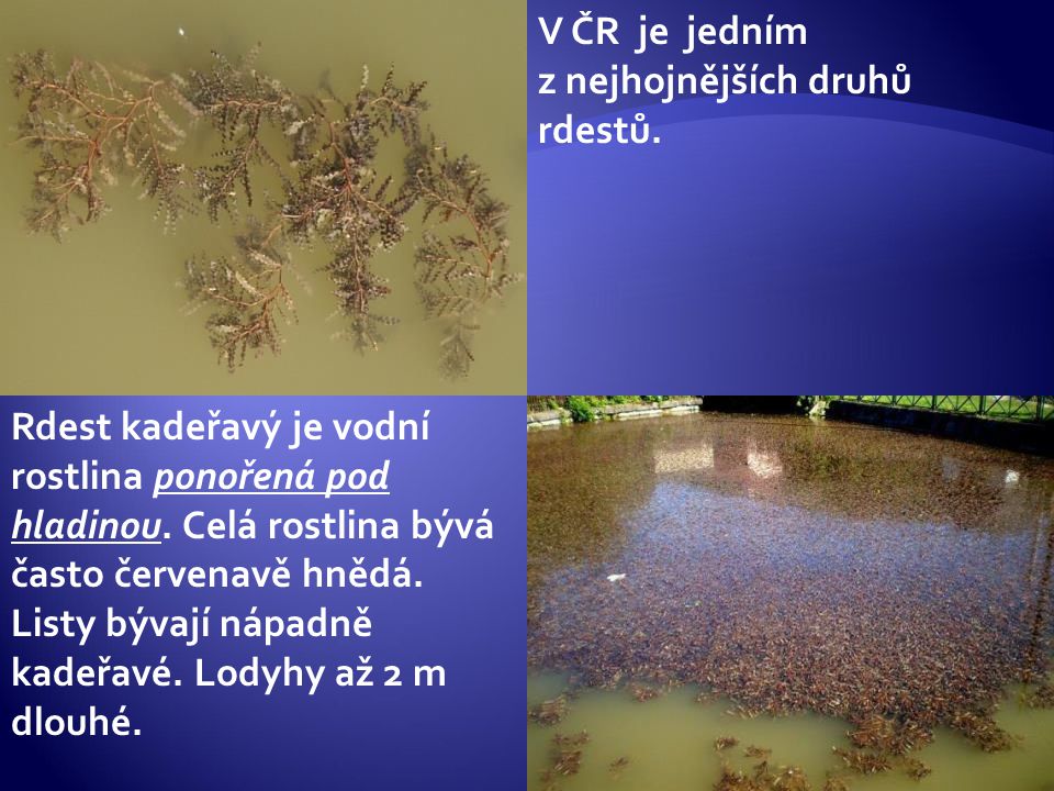 V ČR je jedním z nejhojnějších druhů rdestů.