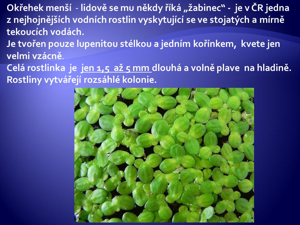Okřehek menší - lidově se mu někdy říká „žabinec - je v ČR jedna z nejhojnějších vodních rostlin vyskytující se ve stojatých a mírně tekoucích vodách.