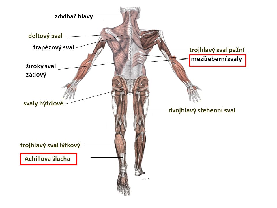 trojhlavý sval lýtkový