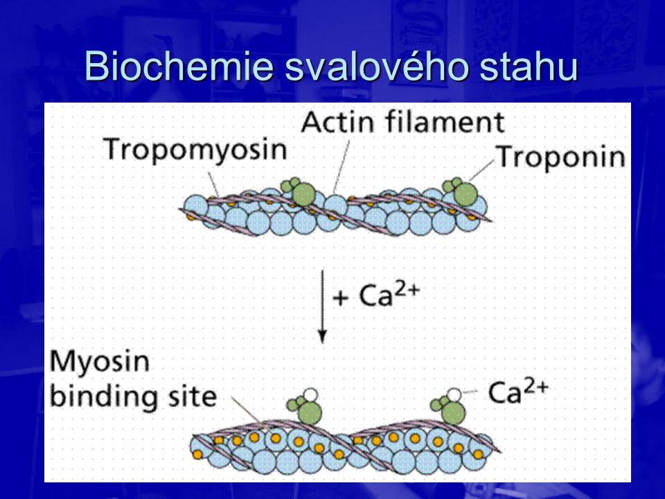 Актин входит в состав. Тропонин на актине. Кальций и тропонин с миозин. Тропонин тропомиозин физиология. Role of Calcium in muscle contraction.
