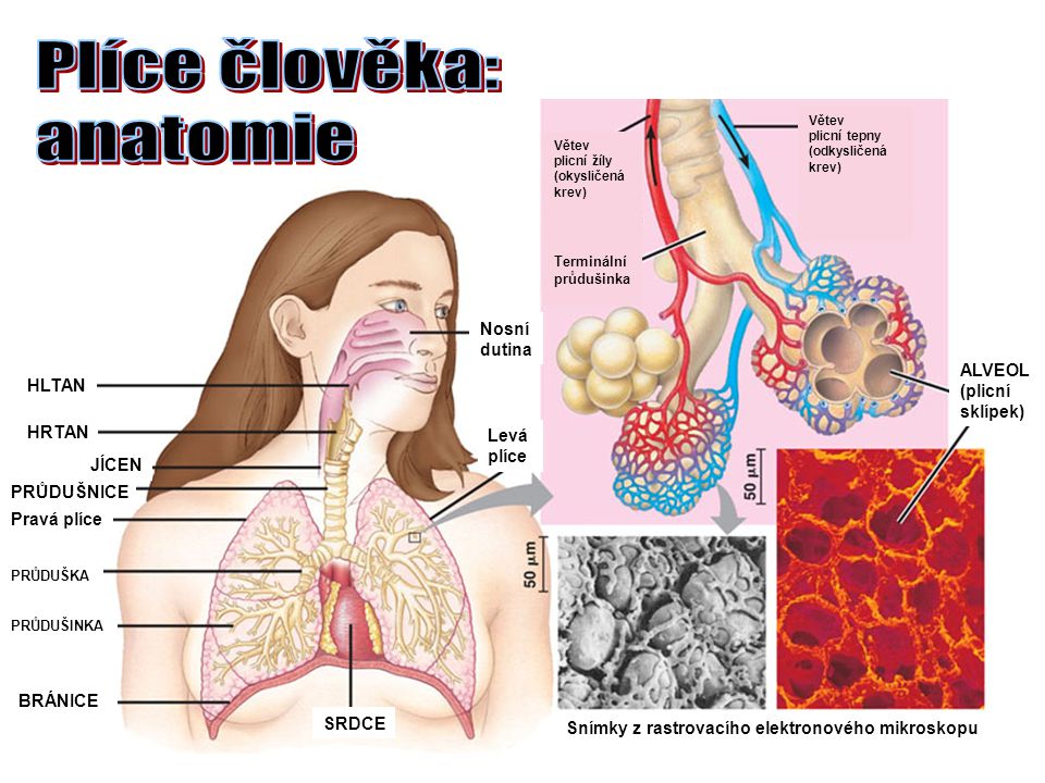 Plíce člověka: anatomie Nosní dutina ALVEOL (plicní HLTAN sklípek)