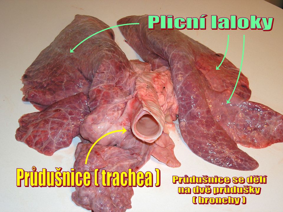 Plicní laloky Průdušnice ( trachea ) Průdušnice se dělí na dvě průdušky ( bronchy )