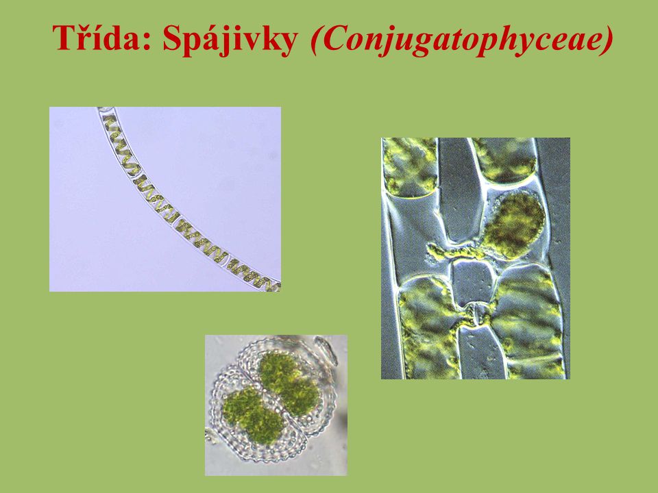 Třída: Spájivky (Conjugatophyceae)