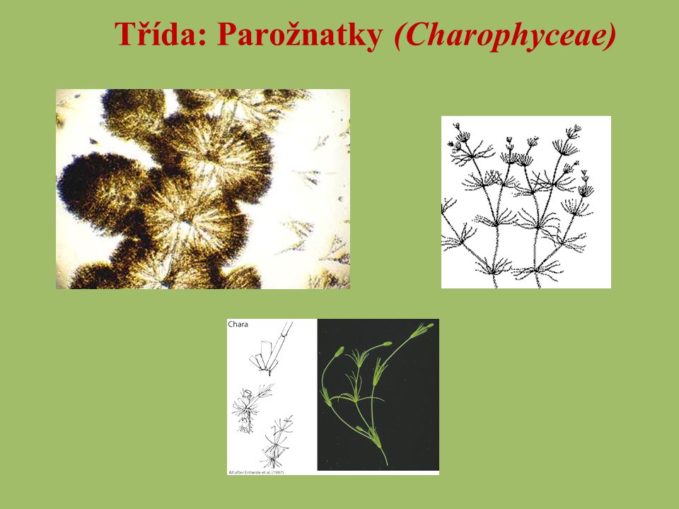 Třída: Parožnatky (Charophyceae)