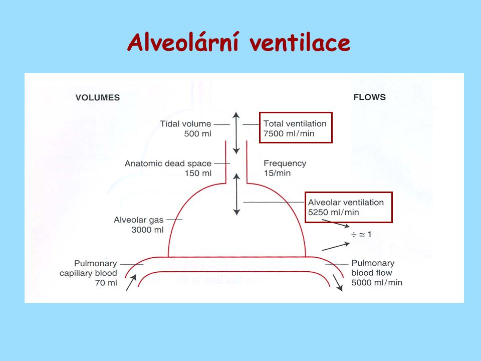 Alveolární ventilace