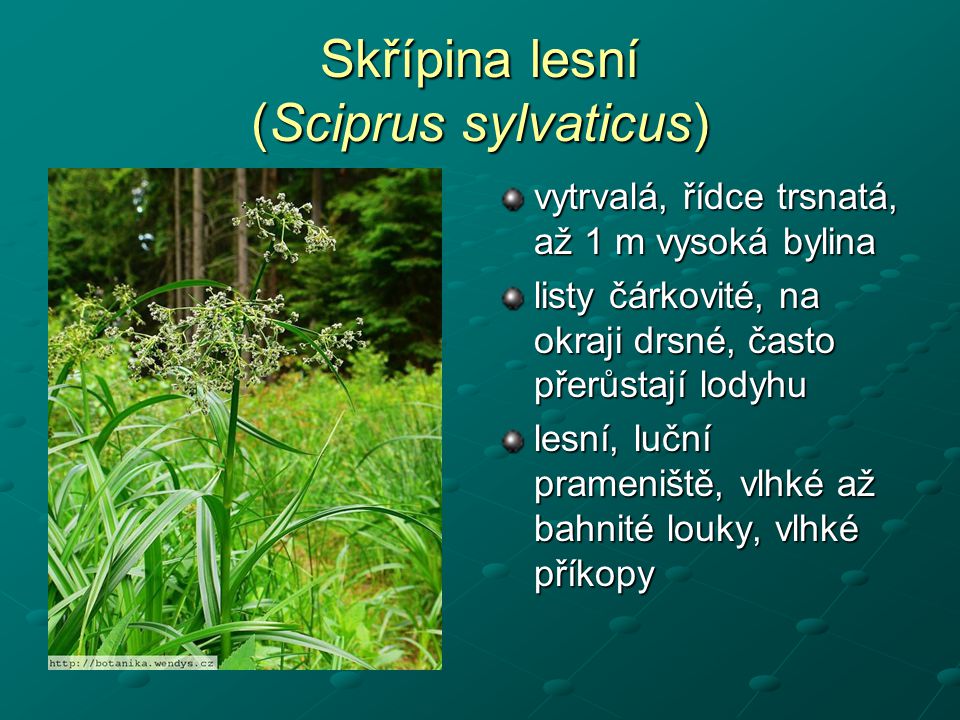 Skřípina lesní (Sciprus sylvaticus)