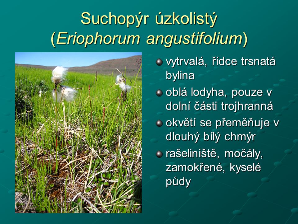 Suchopýr úzkolistý (Eriophorum angustifolium)