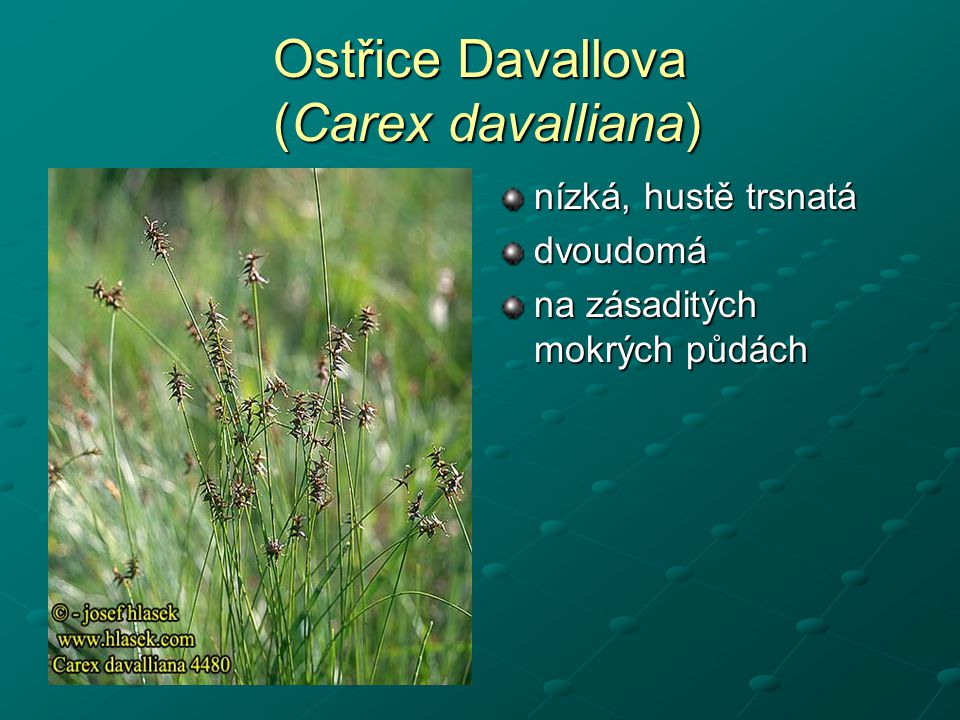 Ostřice Davallova (Carex davalliana)