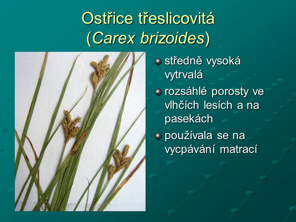 Ostřice třeslicovitá (Carex brizoides)