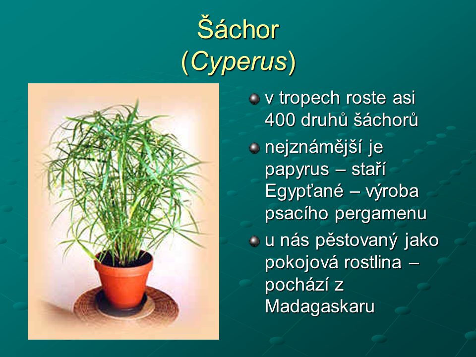 Šáchor (Cyperus) v tropech roste asi 400 druhů šáchorů
