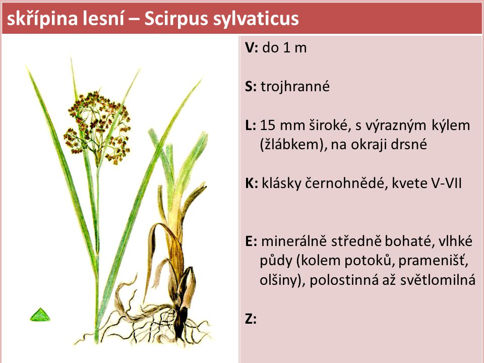 skřípina lesní – Scirpus sylvaticus