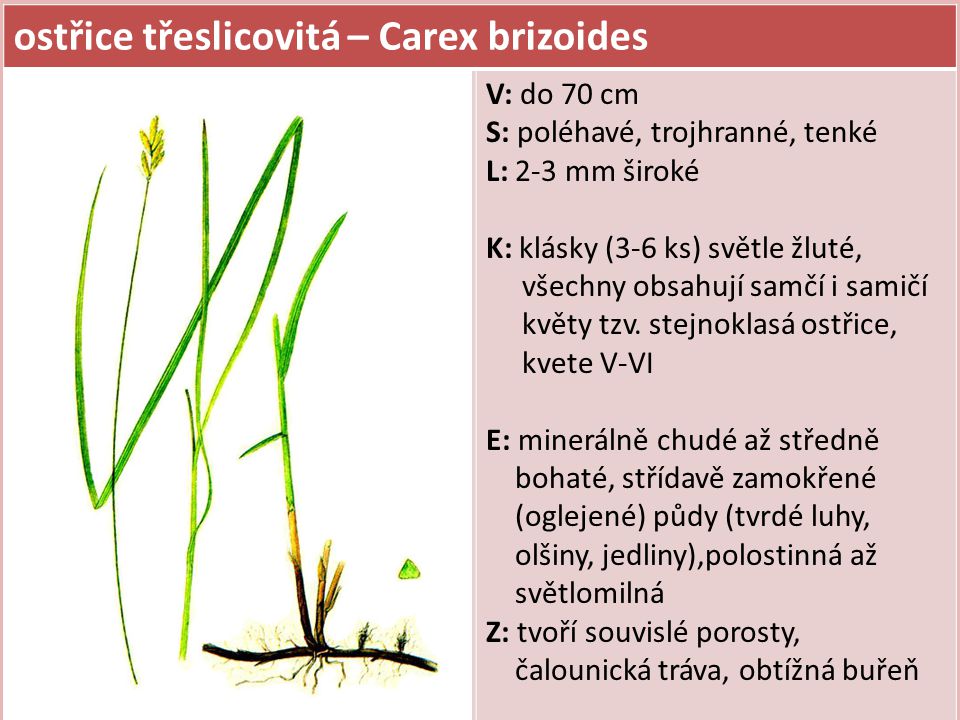 ostřice třeslicovitá – Carex brizoides