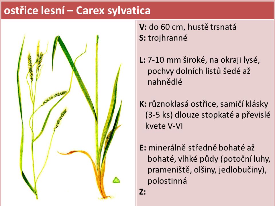 ostřice lesní – Carex sylvatica