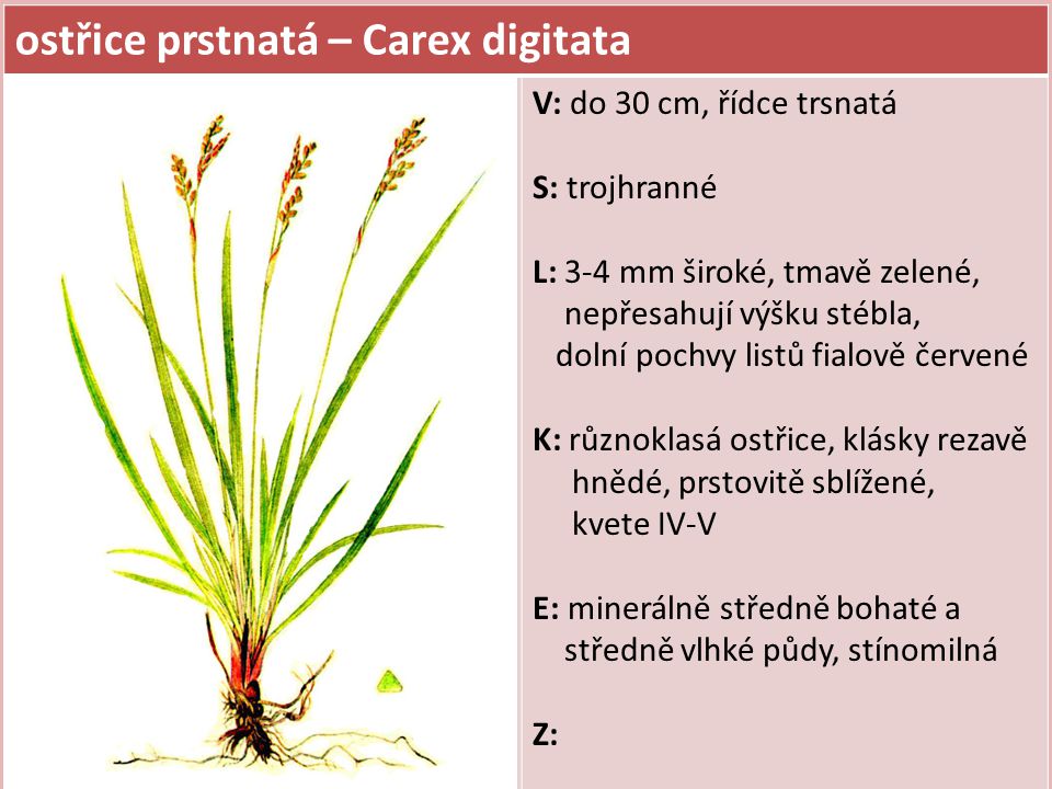 ostřice prstnatá – Carex digitata