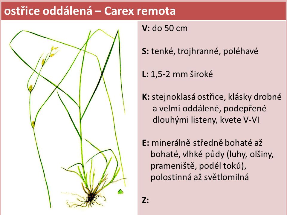 ostřice oddálená – Carex remota