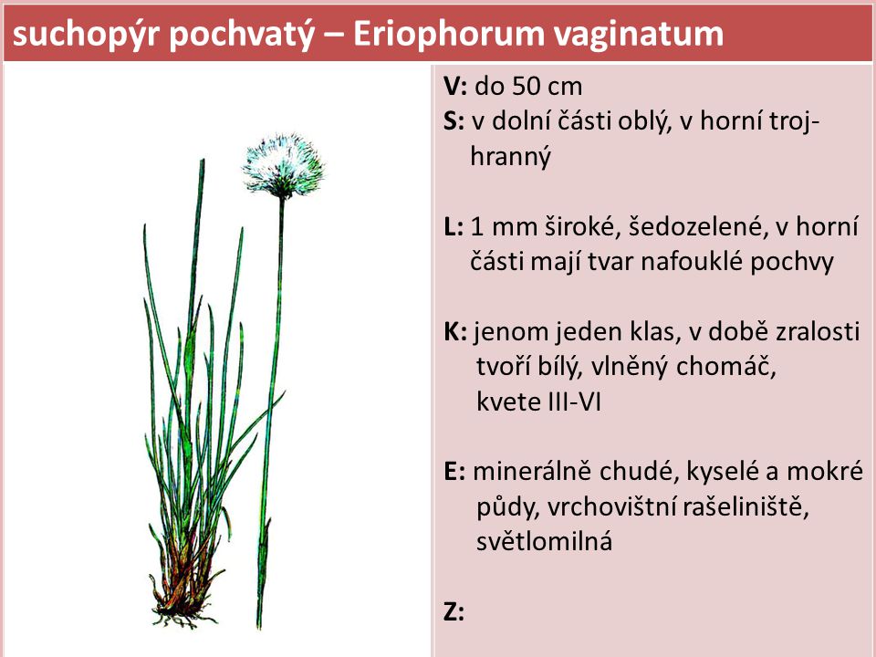 suchopýr pochvatý – Eriophorum vaginatum
