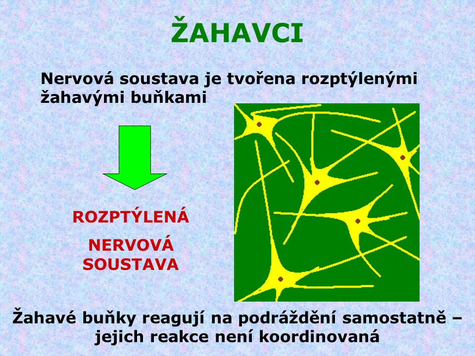 ŽAHAVCI Nervová soustava je tvořena rozptýlenými žahavými buňkami