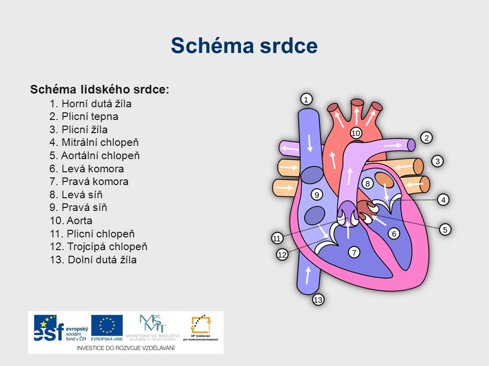 Schéma srdce Schéma lidského srdce: 1. Horní dutá žíla 2. Plicní tepna
