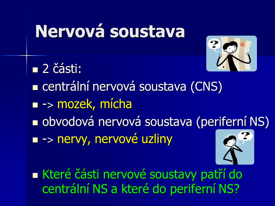 Nervová soustava 2 části: centrální nervová soustava (CNS)