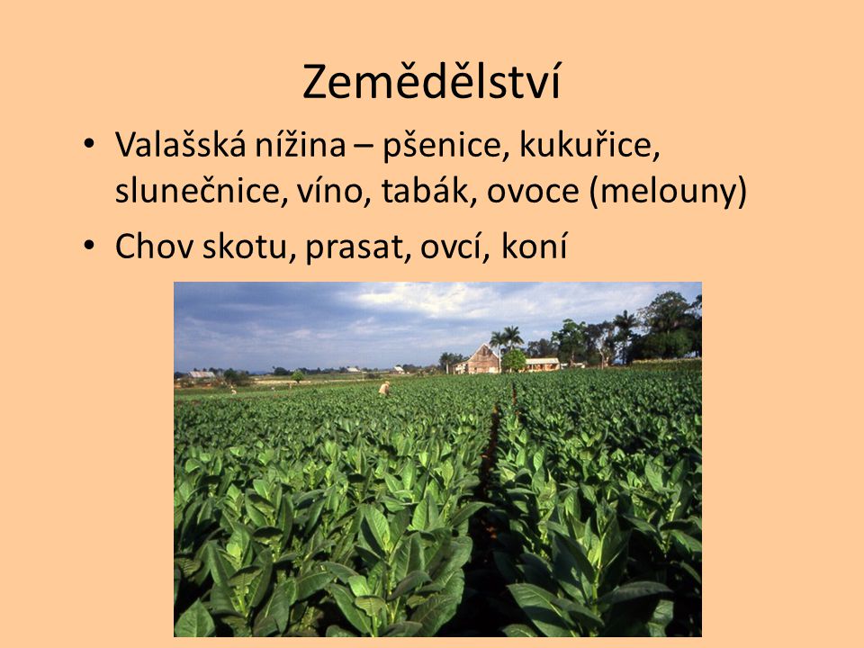 Zemědělství Valašská nížina – pšenice, kukuřice, slunečnice, víno, tabák, ovoce (melouny) Chov skotu, prasat, ovcí, koní.