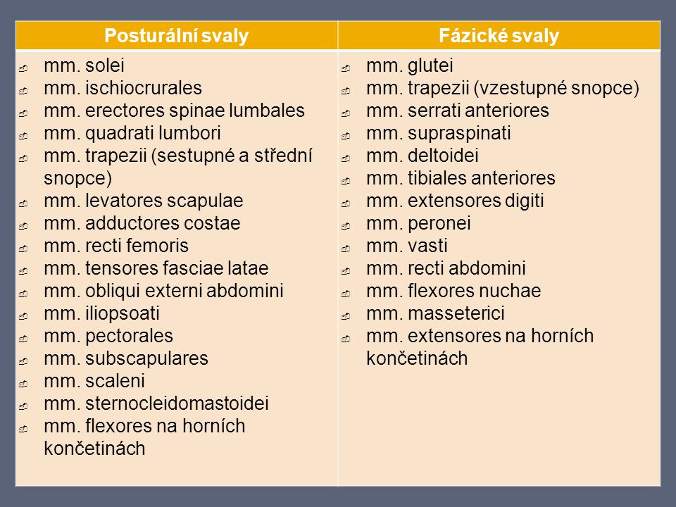 Posturální svaly Fázické svaly. mm. solei. mm. ischiocrurales. mm. erectores spinae lumbales. mm. quadrati lumbori.