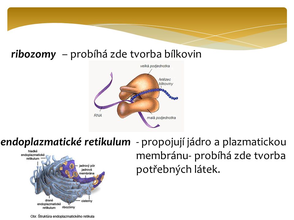 ribozomy – probíhá zde tvorba bílkovin. endoplazmatické retikulum.
