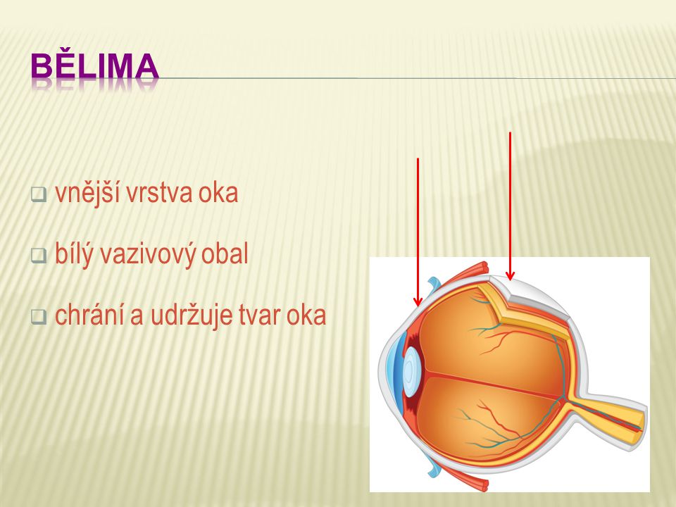 BĚLIMA vnější vrstva oka bílý vazivový obal chrání a udržuje tvar oka