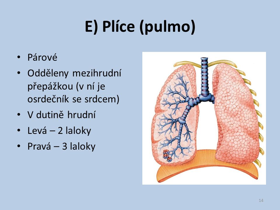 E) Plíce (pulmo) Párové