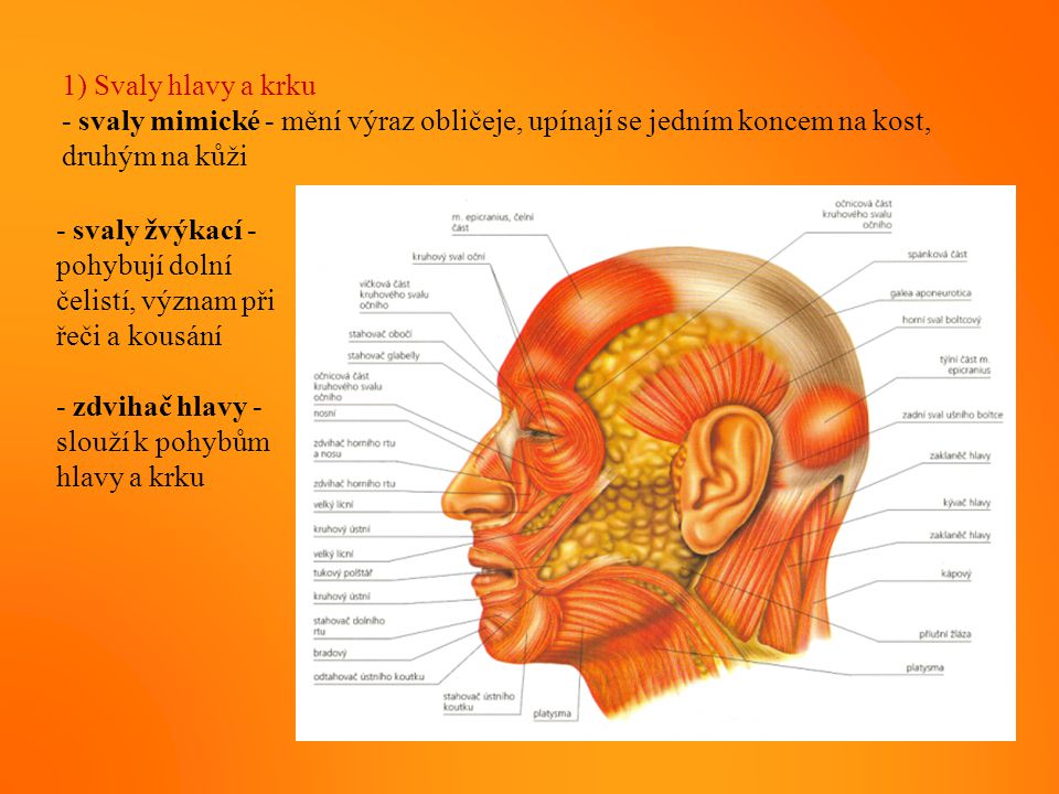 1) Svaly hlavy a krku - svaly mimické - mění výraz obličeje, upínají se jedním koncem na kost, druhým na kůži.