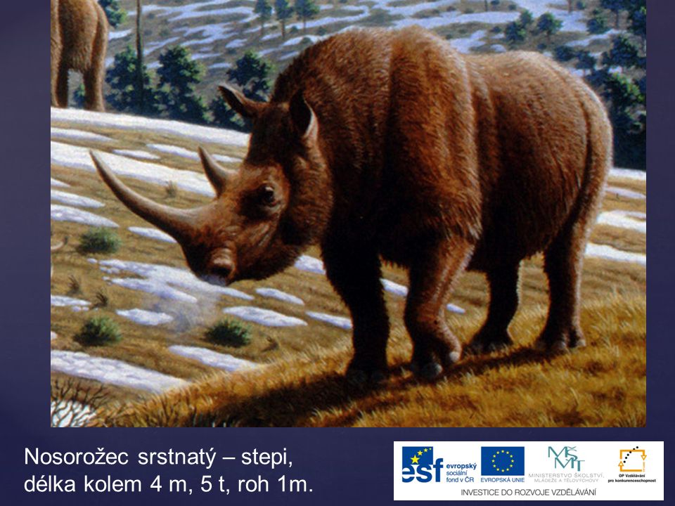 Nosorožec srstnatý – stepi, délka kolem 4 m, 5 t, roh 1m.
