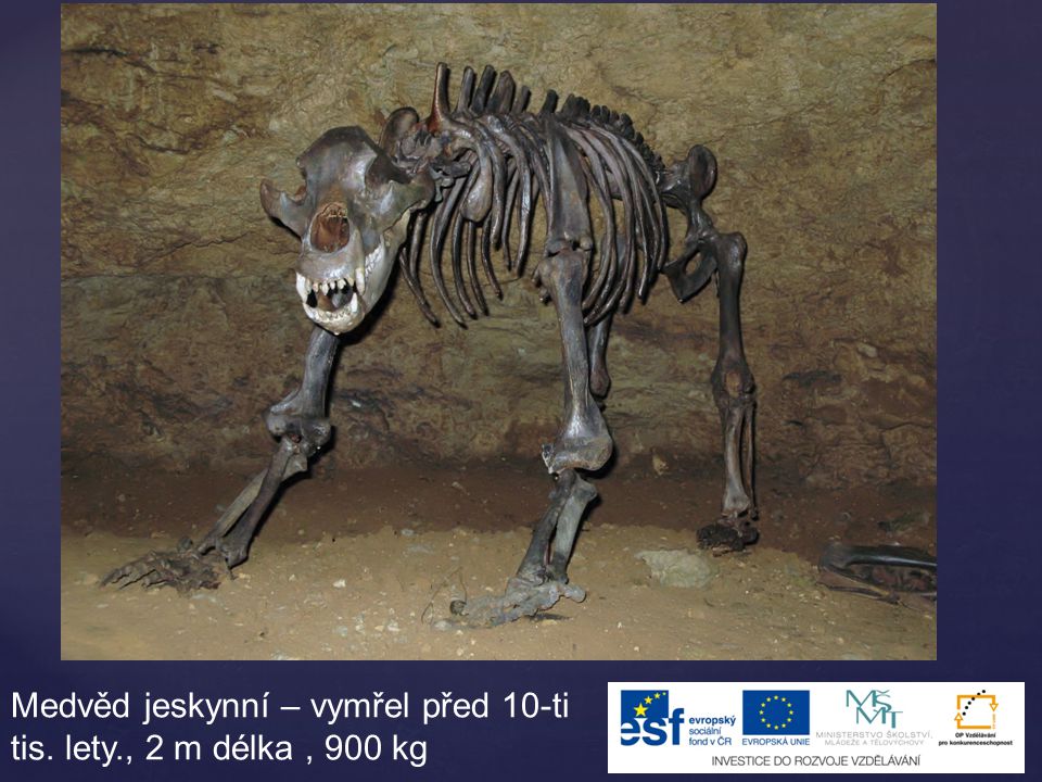 Medvěd jeskynní – vymřel před 10-ti tis. lety., 2 m délka , 900 kg