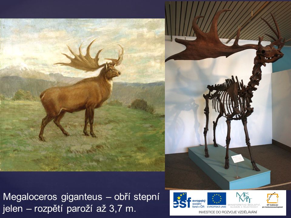 Megaloceros giganteus – obří stepní jelen – rozpětí paroží až 3,7 m.