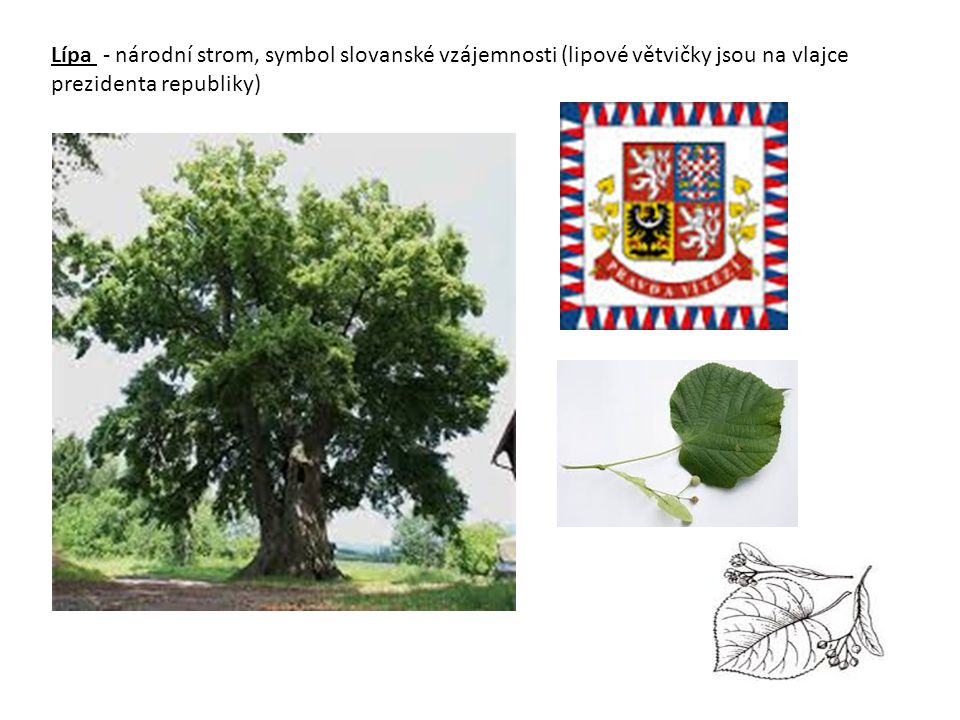 Lípa - národní strom, symbol slovanské vzájemnosti (lipové větvičky jsou na vlajce prezidenta republiky)