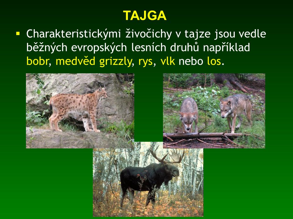 TAJGA Charakteristickými živočichy v tajze jsou vedle běžných evropských lesních druhů například bobr, medvěd grizzly, rys, vlk nebo los.