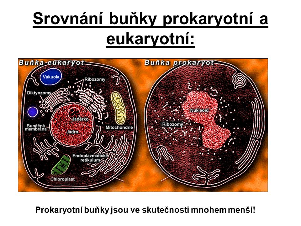 Srovnání buňky prokaryotní a eukaryotní: