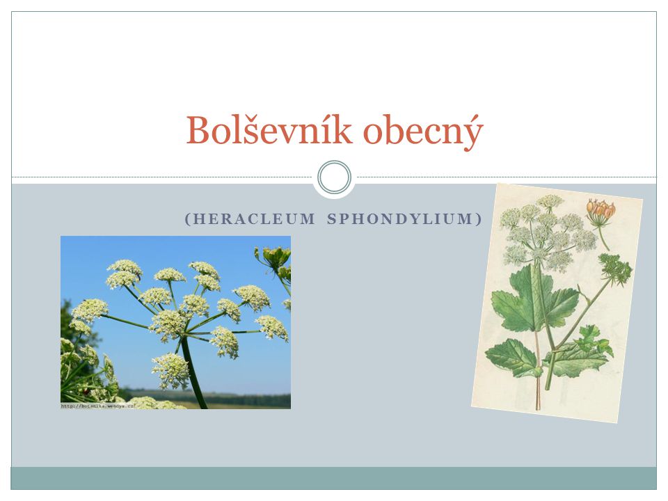 (Heracleum sphondylium)